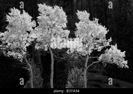 Fall colored aspen trees Yellowstone National Park WY Stock Photo