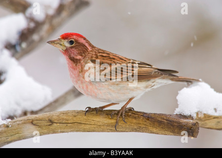 USA, Colorado, Frisco. Detail of male Cassin's finch perched on branch. Stock Photo