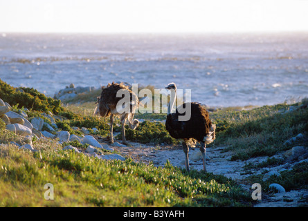South Africa, Cape Peninsula, Cape of Good Hope Nature Reserve. Ostrich feeding beside the ocean Stock Photo