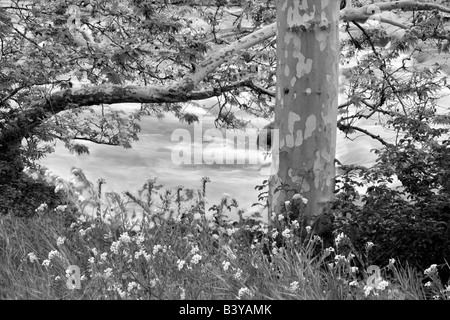 Fiddleneck flowers Asinckia retrorsa and California Sycamore tree Platanus racemosa along banks of Kern River California Stock Photo