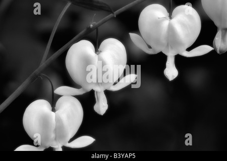 White Bleeding Heart Dicentra spectabilis Alba Stock Photo