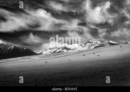 Cows graziing in pasture with wallowa mountains Oregon Stock Photo