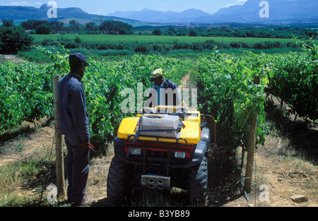 South Africa, Western Cape, Paarl. Spraying weeds between vines, Backsberg Wine Estate Stock Photo