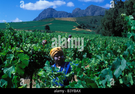 South Africa, Western Cape, Paarl. Workers fixing vines to wires, Blacksberg Wine Estate Stock Photo
