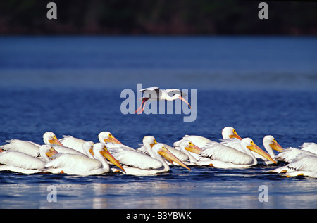 Florida, Sanibel Island, Ding Darling National Wildlife Refuge. White Pelicans with a White Ibis flying overhead Stock Photo