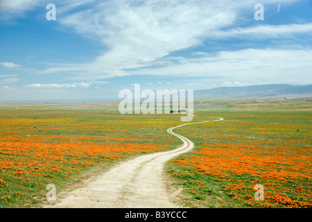 Road with California poppies Antelope Valley Poppy Preserve California Stock Photo