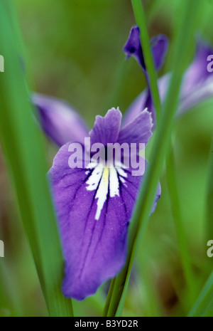 Wild iris Near Monroe Oregon Stock Photo