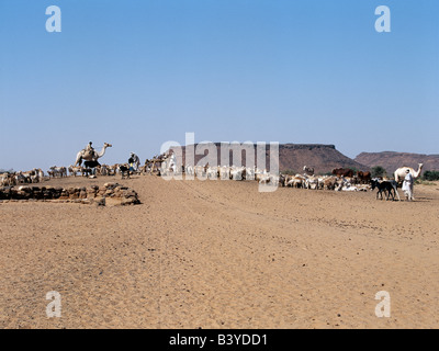 Sudan, Sahara Desert, Musawwarat. During the heat of the day, men water their livestock from deep wells near Musawwarat, situated in desert country south of Shendi. They use large leather buckets, which are raised to the surface on pulleys using donkeys and camels. Stock Photo