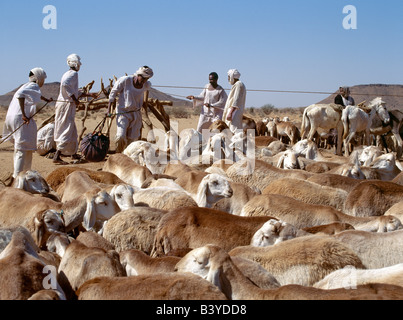 Sudan, Sahara Desert, Musawwarat. During the heat of the day, men water their livestock from deep wells near Musawwarat, situated in desert country south of Shendi. They use large leather buckets, which are raised to the surface on pulleys using donkeys and camels. Stock Photo