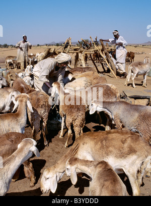 Sudan, Sahara Desert, Musawwarat. During the heat of the day, men water their livestock from deep wells near Musawwarat, situated in desert country south of Shendi. They use large leather buckets, which are raised to the surface on pulleys using donkeys and camels Stock Photo