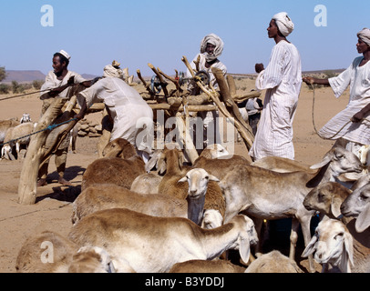 Sudan, Sahara Desert, Musawwarat. During the heat of the day, men water their livestock from deep wells near Musawwarat, situated in desert country south of Shendi. They use large leather buckets, which are raised to the surface on pulleys using donkeys and camels Stock Photo