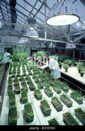Scientists working in the greenhouse at a research and development facility for a chemical company that produces pesticides. Stock Photo