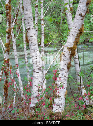 Alder trees and red current Ribies sanguinium along banks of Quartzville Creek National Wild and Scenic River Oregon Stock Photo