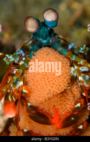 Mantis Shrimp Odontodactylus scyllarus with brood of eggs in Lembeh Strait Indonesia Stock Photo