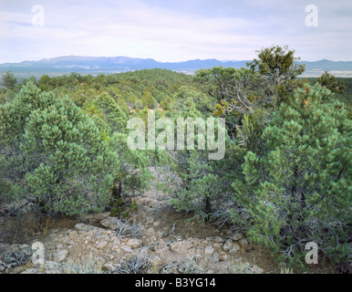 USA, Nevada, Wilson Range. Pinyon/juniper forest on ridge below Parsnip Peak BLM Wilderness Study Area. Great Basin Stock Photo