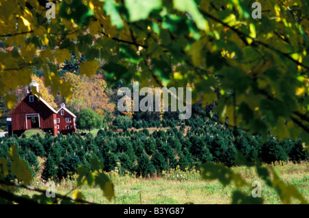 North America, United States, New England. Christmas tree farm. Stock Photo