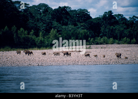 Peru, Madre de Dios, Rio Tambopata. A family of 14 capybara (Hydrochoerus hydrochaeris). These are the world's largest rodent weighing up to 140lbs (65kg). The jaguar is their main enemy. Stock Photo