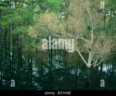 NORTH CAROLINA. USA. Pines & maples in Great Dismal Swamp in early spring. Great Dismal Swamp National Wildlife Refuge. Stock Photo