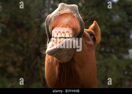 USA, Oregon, Seneca, Ponderosa Ranch. A horse showing his teeth. Stock Photo