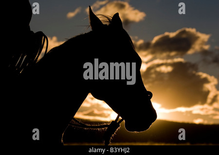 USA, Oregon, Seneca, Ponderosa Ranch. Silhouette of a horse's head.  (MR) (PR) Stock Photo