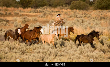 USA, Oregon, Seneca, Ponderosa Ranch. Wrangler drives horses through grassy field. (MR) (PR) Stock Photo