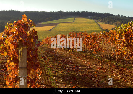 Fall colors over the Knudsen vineyard seen from Maresh vineyard in the Red Hills of Willamette Valley above Dundee, Oregon. Stock Photo