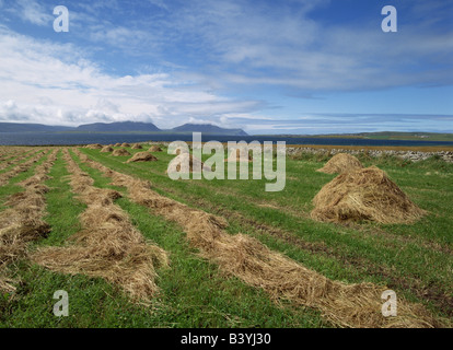 dh Bay of Ireland STENNESS ORKNEY Rows of hay and coles Scapa Flow Hoy hills agriculture field Scotland rural Stock Photo