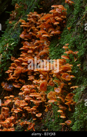 Hundreds of mushrooms growing on the trunk of a mossy tree Stock Photo