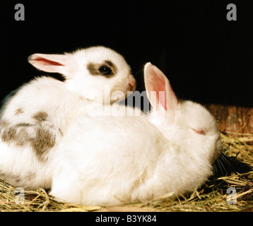 zoology / animals, mammal / mammalian, hares, European Rabbit, (Oryctolagus), two hares, distribution: worldwide, Leporidae, dom Stock Photo