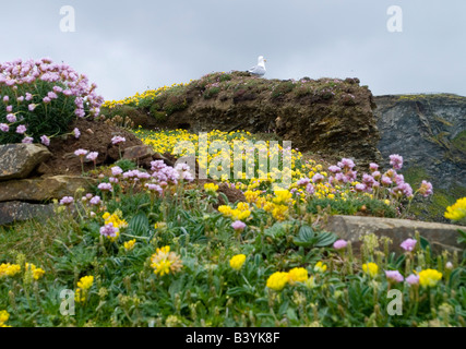 A gull sits on the cliff top amongst the pretty wild flowers, North Cornwall Coast England UK Stock Photo