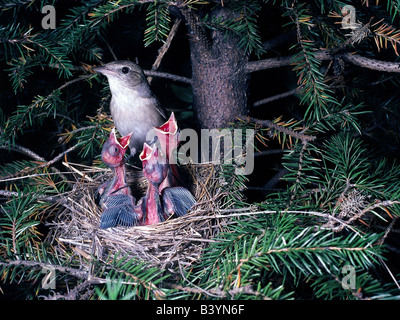 zoology / animals, avian / birds, Garden Warbler, (Sylvia borin), feeding chicks at birds nest, distribution: Europe, Arabian Pe Stock Photo