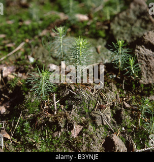 botany, Spruce, (Picea), Norway Spruce, (Picea abies), seedlings, Pinaceae, young shoot, shoots, seedling, Picea excelsea, conif Stock Photo