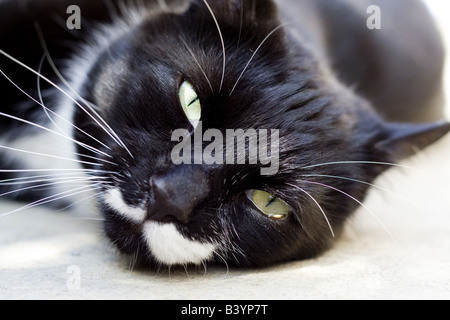 A black and white cat Reggie lies out in the summer sunshine Stock Photo