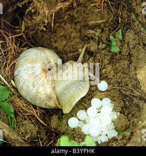 zoology / animals, mollusc, Helicidae, grapevine snail (Helix pomatia), egg deposition, distribution: Europe, molluscs, large ga Stock Photo