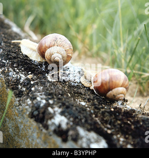 zoology / animals, mollusc, Helicidae, grapevine snail (Helix pomatia), two snails on curb, distribution: Europe, molluscs, larg Stock Photo