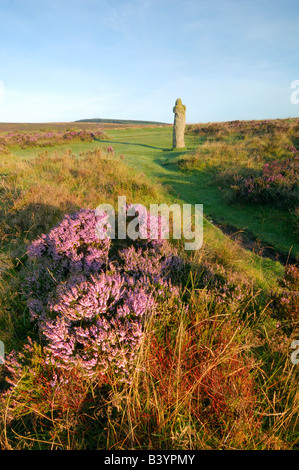 Wild heather in full bloom near the ancient granite memorial Bennetts Cross on Dartmoor National Park in South Devon England Stock Photo