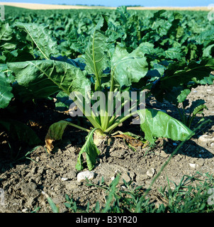 botany, sugar beet, (Beta vulgaris var. altissima), in ground, harvest, Caryophyllales, Caryophyllidae, Chenopodiaceen, sugar be Stock Photo