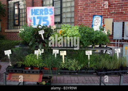 Herbs for sale at the Winter Park Farmers Market Winter Park Florida Stock Photo