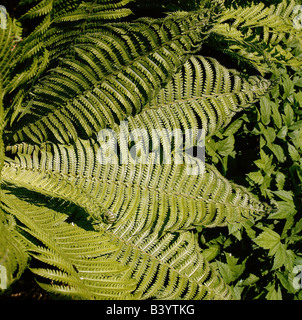 botany, Narrow Buckler Fern, (Dryopteris carthusiana), ferns, Flixmax, Filicatae, Filices, Filicinae, Stock Photo