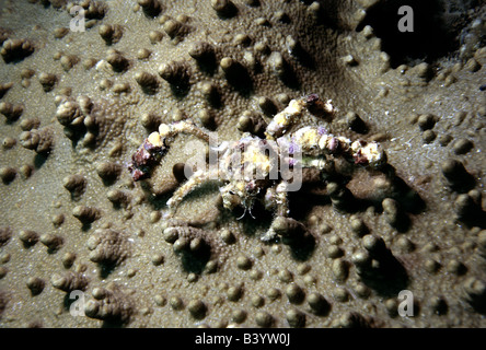 zoology / animals, shellfish / crustacean, Decorator Crab, (Camposcia retusa), in sand, distribution: Indo Pacific Ocean, animal Stock Photo