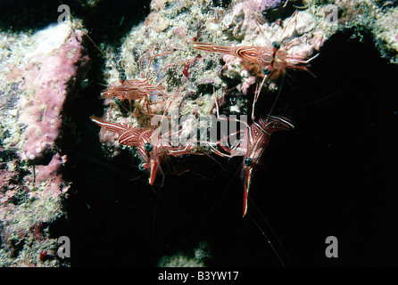 zoology / animals, shellfish / crustacean, Dancing Shrimp, (Rhynchocinetes durbanensis), several shrimps, on rock, underwater, d Stock Photo