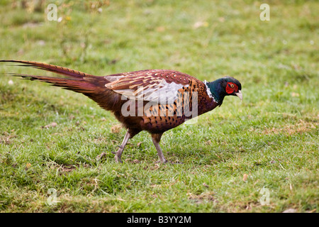 Male Pheasant Phasianus colchicus Stock Photo
