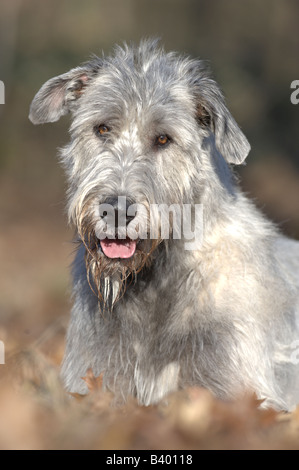 Irish Wolfhound (Canis lupus familiaris), portrait Stock Photo