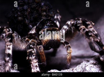zoology / animals, arachnid, spiders, Russian Tarantula, (Lycosa singoriensis), dam with cubs on back, Hortobagy, distribution: Stock Photo