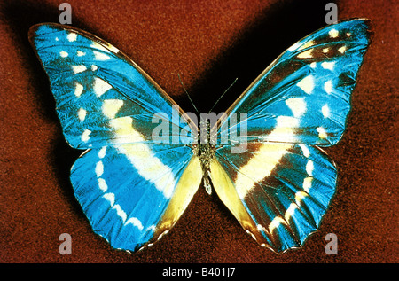 zoology / animals, insect, butterflies, Blue Morpho, (Morpho helena), distribution: Peru, butterfly, Lepidoptera, tropical, moth Stock Photo