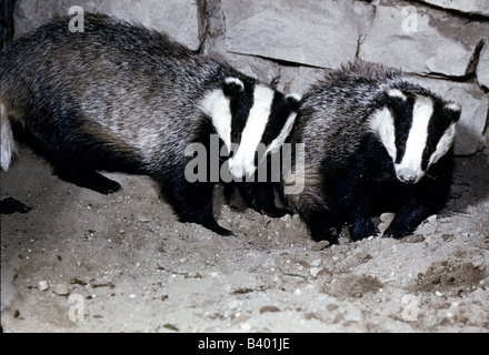 zoology / animals, mammal / mammalian, martens, Eurasian Badger, (Meles meles), two badgers, distribution: Europe to Central Asi Stock Photo