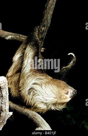 zoology / animals, mammal / mammalian, sloth, Linnaeus's Two-toed Sloth, (Choloepus didactylus), hanging at branch, distribution Stock Photo