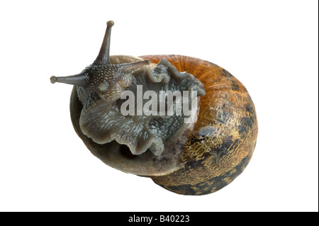 Garden Snail Helix aspersa on it s back so to speak isolated on a white background