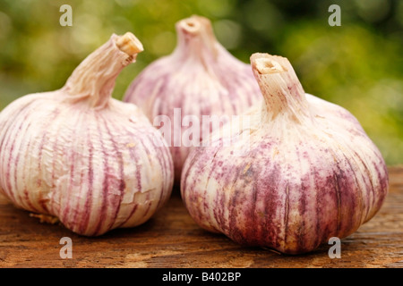 Garlic in natural background Stock Photo