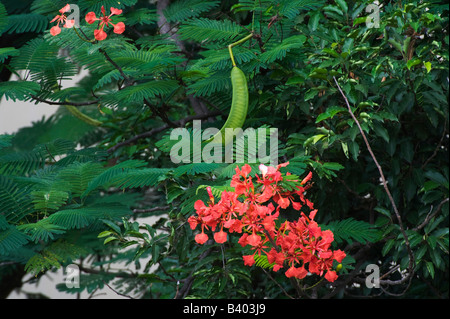 Delonix regia. Poinciana Tree seed pods and flowers in India Stock Photo